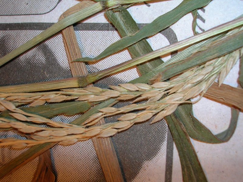 East Indian Crabgrass