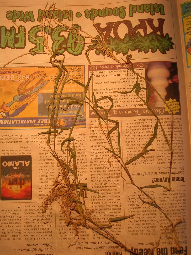 East Indian Crabgrass photo 8