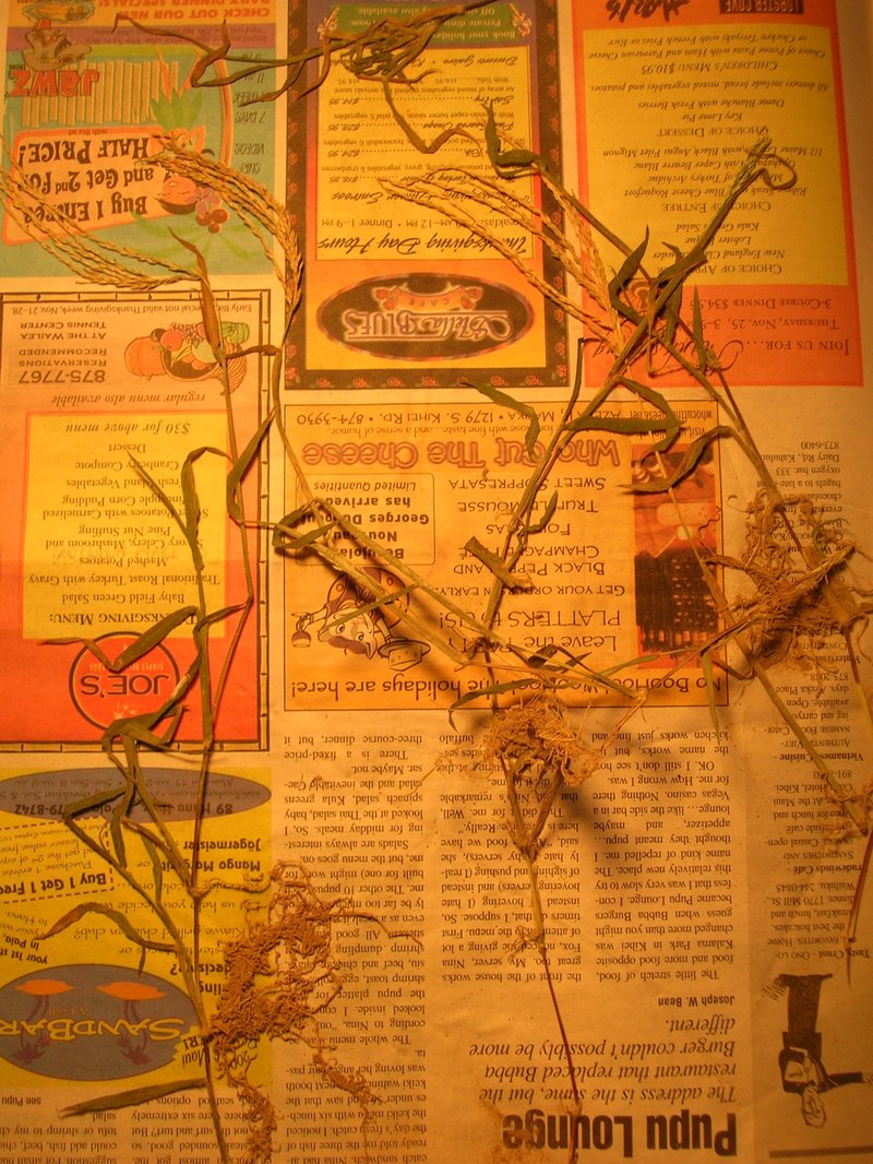 East Indian Crabgrass photo 9