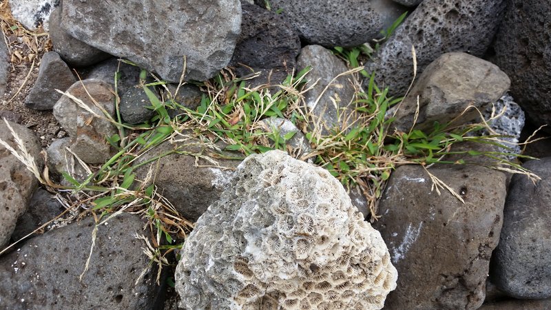 Crabgrass