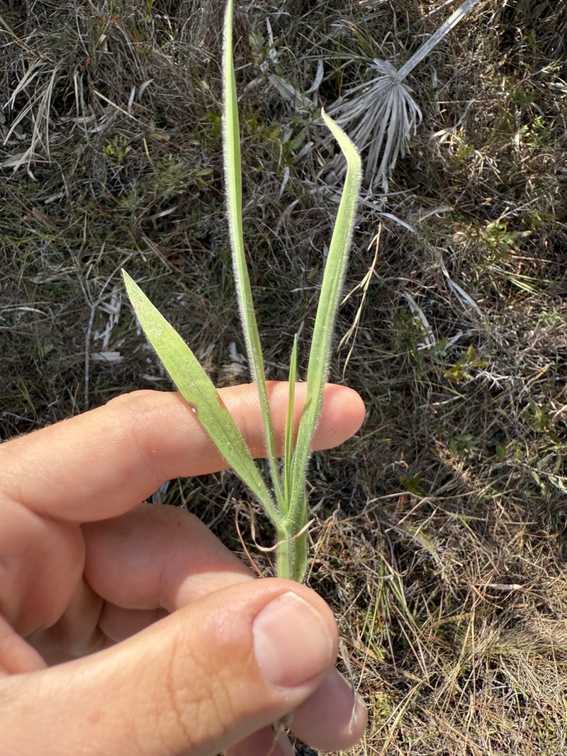 Digitaria subcalva