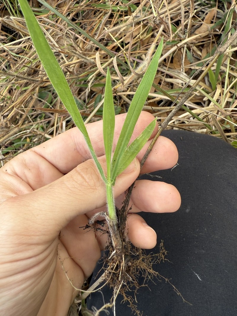 Digitaria subcalva photo 2