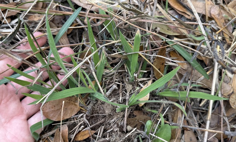 Digitaria subcalva photo 4