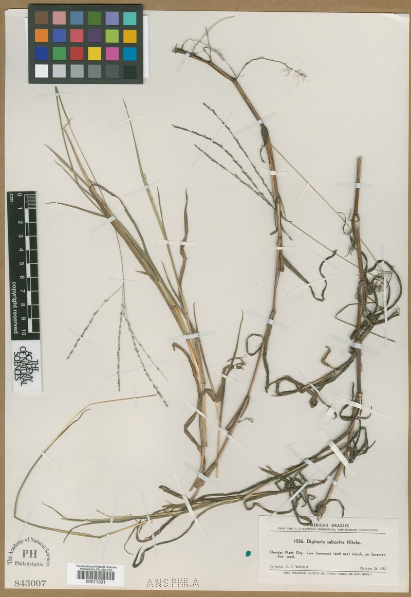 Digitaria subcalva photo 5