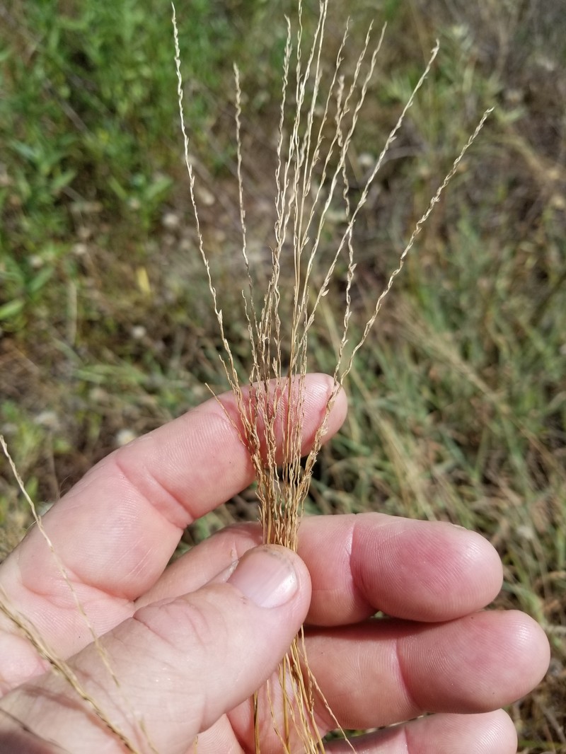 Texas Crabgrass photo 2