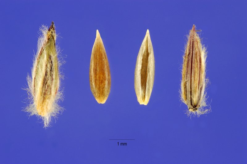 Crabgrass