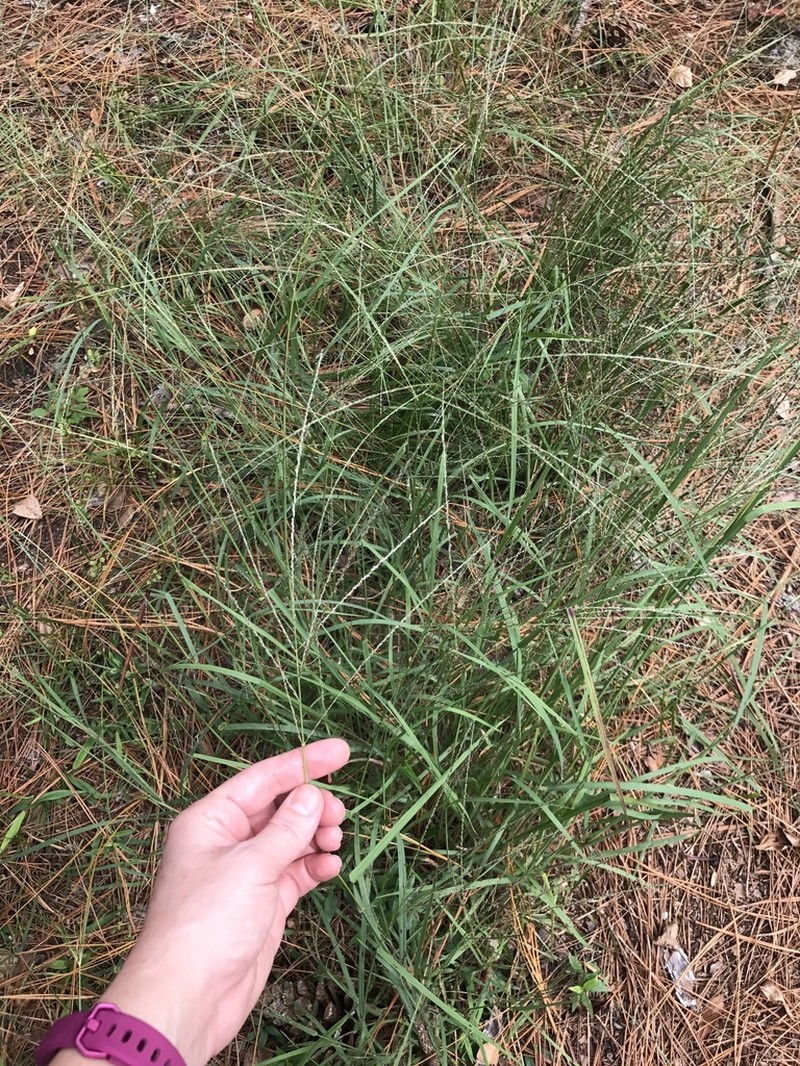 Shaggy Crabgrass
