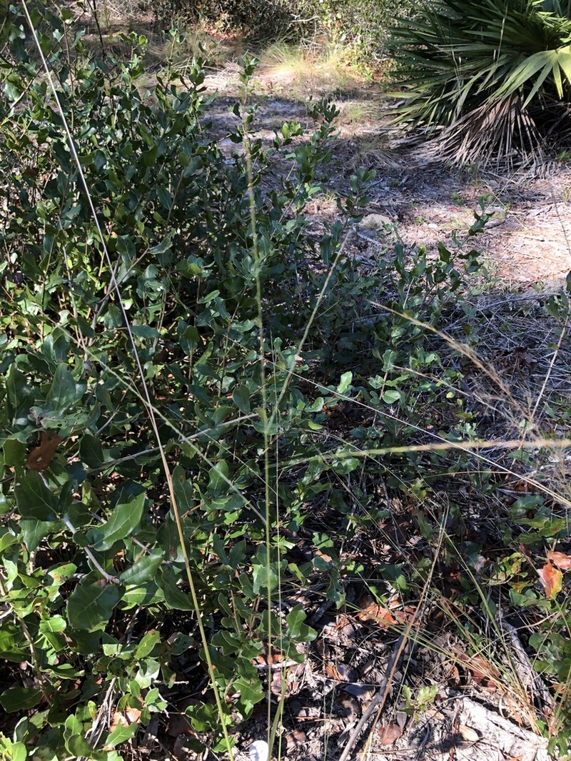 Shaggy Crabgrass photo 2
