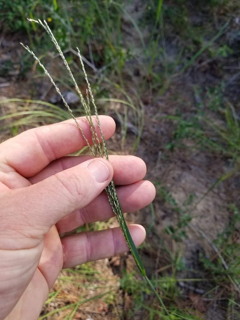 Shaggy Crabgrass photo 3