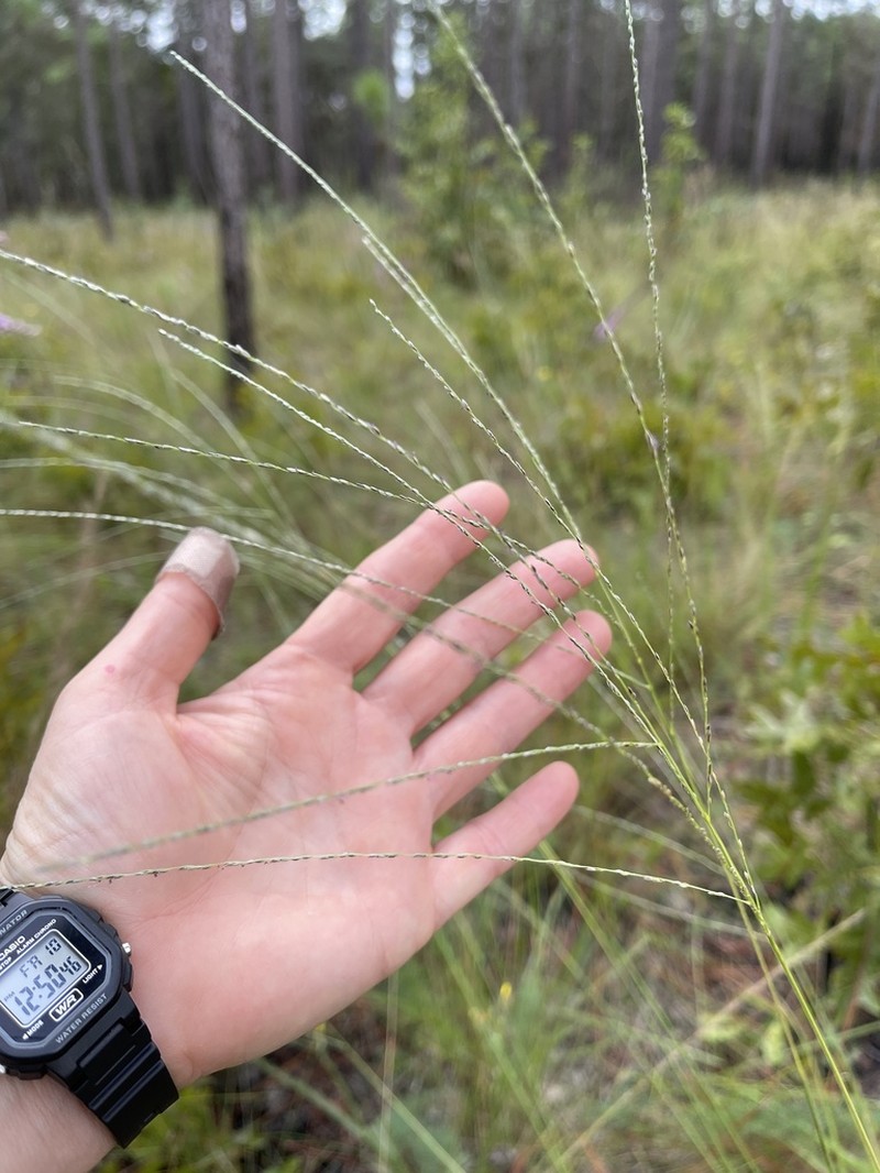 Shaggy Crabgrass photo 4