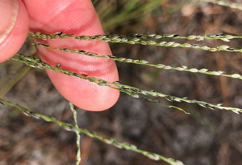 Shaggy Crabgrass photo 5