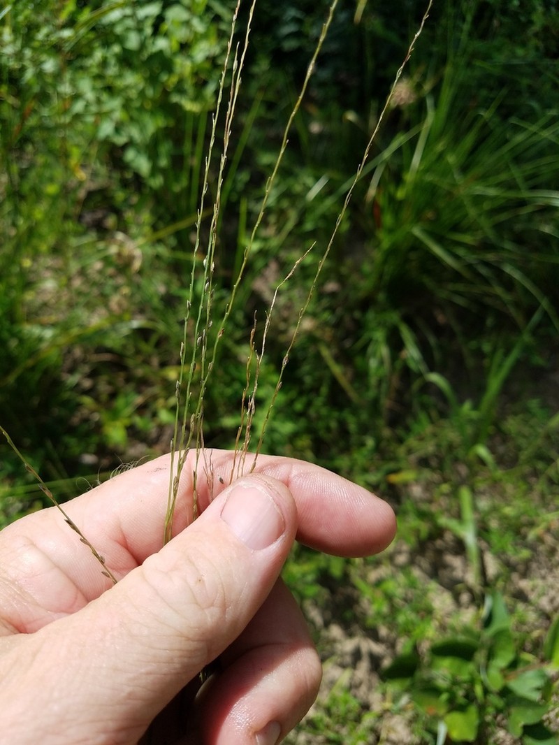 Shaggy Crabgrass photo 6