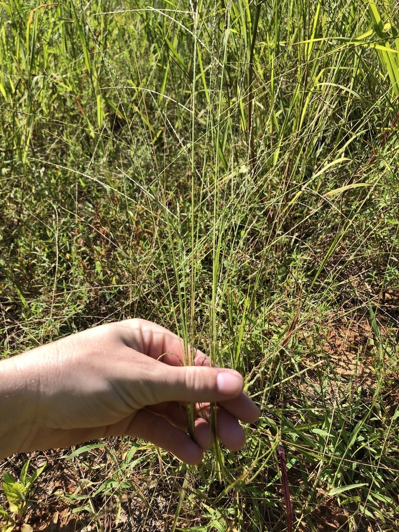 Shaggy Crabgrass photo 7