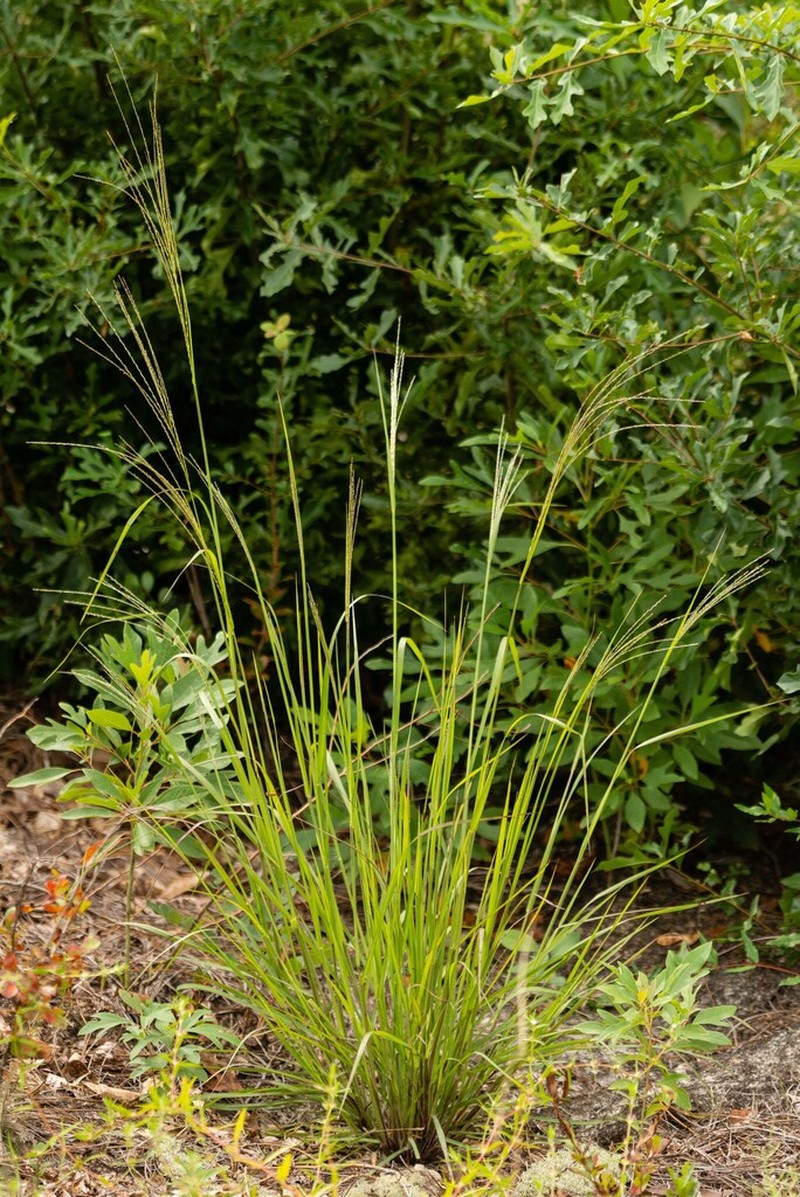 Shaggy Crabgrass photo 8