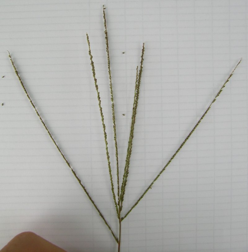 Violet Crabgrass photo 2