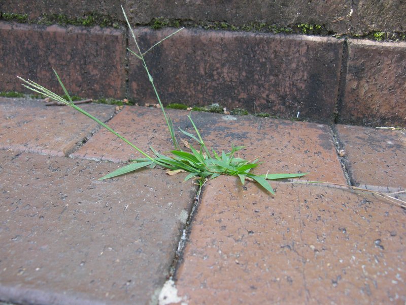 Violet Crabgrass photo 3