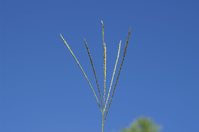 Violet Crabgrass photo 4