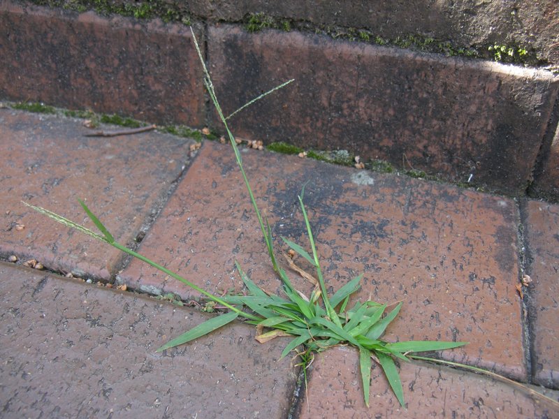 Violet Crabgrass photo 5