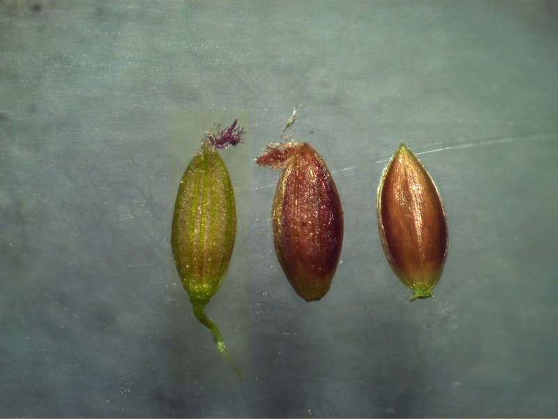 Violet Crabgrass photo 6