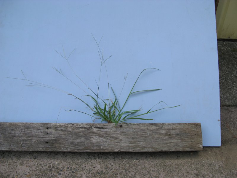 Violet Crabgrass photo 7