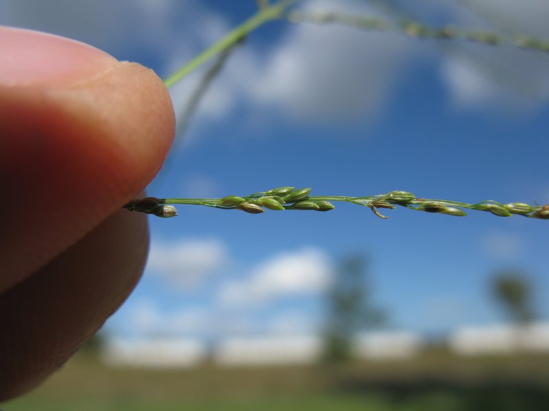 Violet Crabgrass photo 8