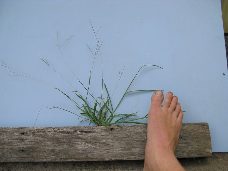 Violet Crabgrass photo 9