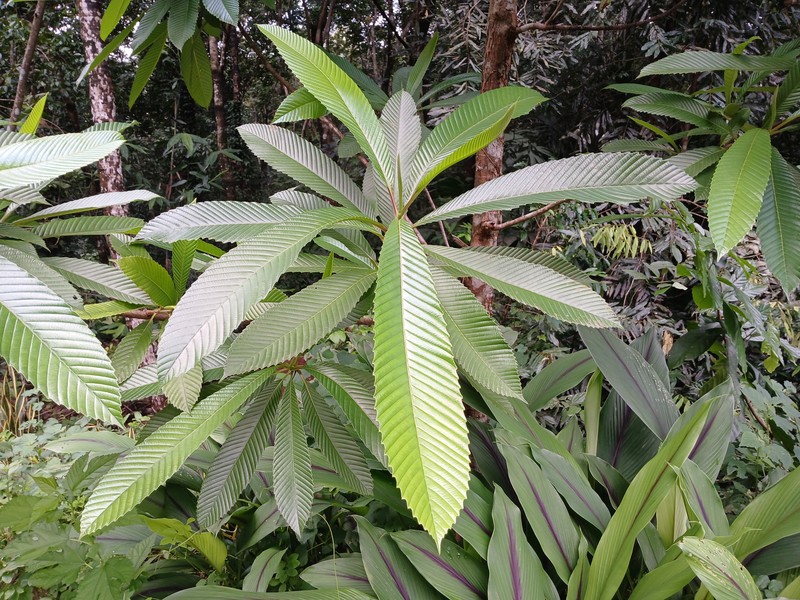 Chulta photo 2
