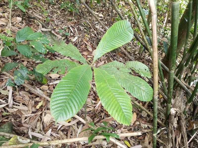 Chulta photo 3