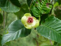 Philippine Dillenia