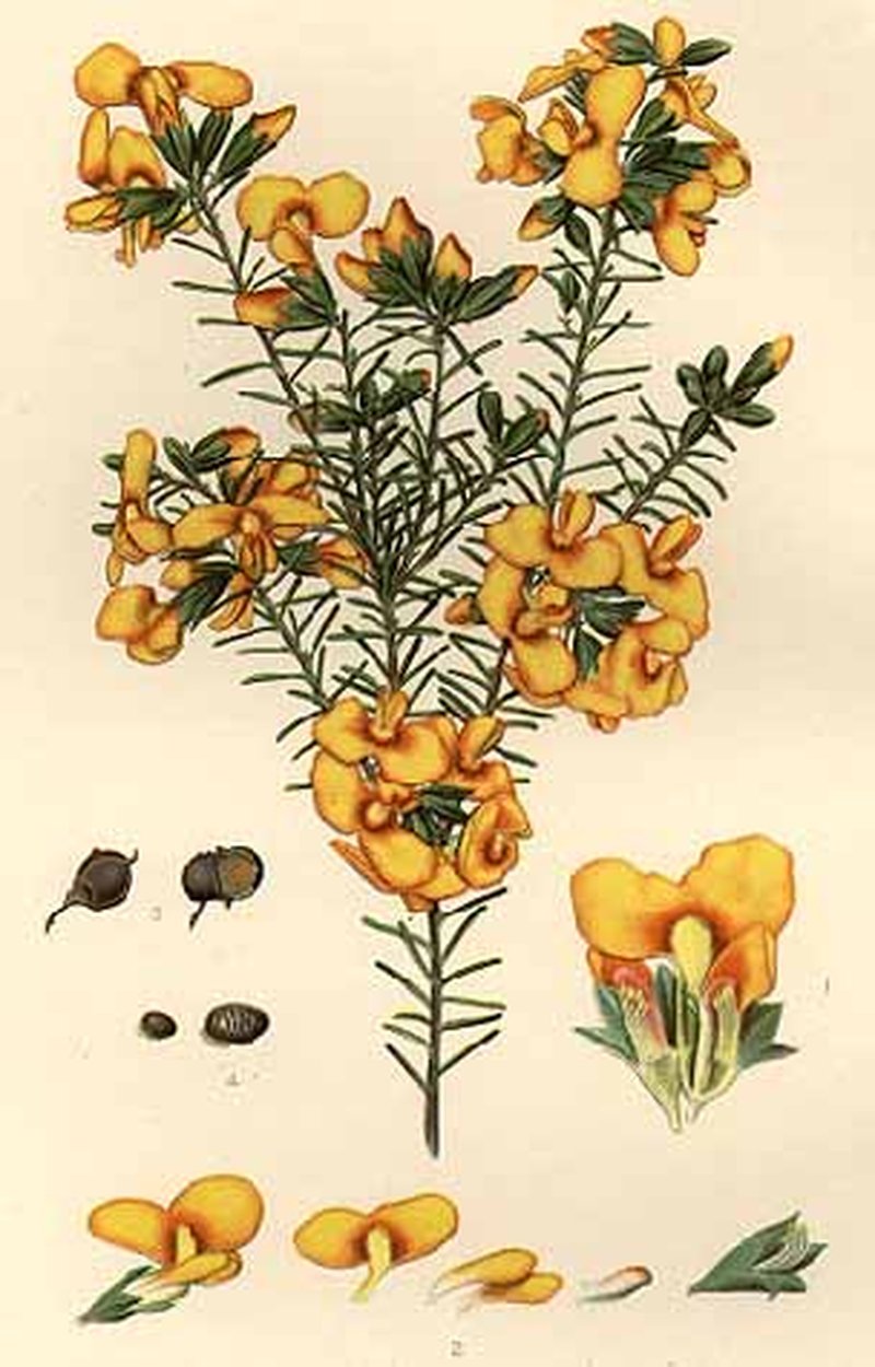Dillwynia retorta