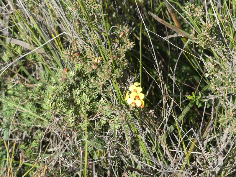 Dillwynia sericea subsp. rudis