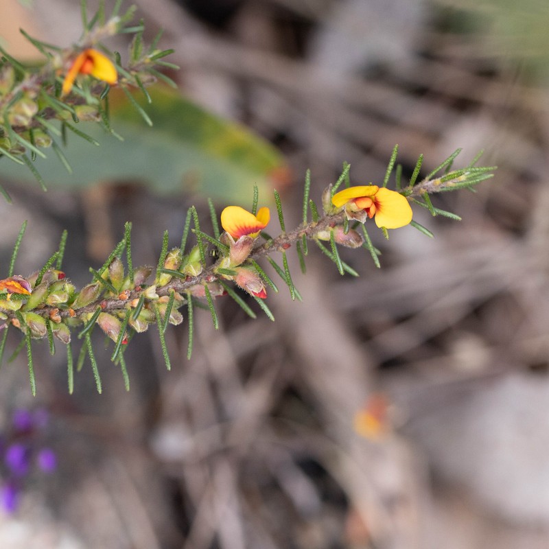Dillwynia sericea subsp. rudis photo 2