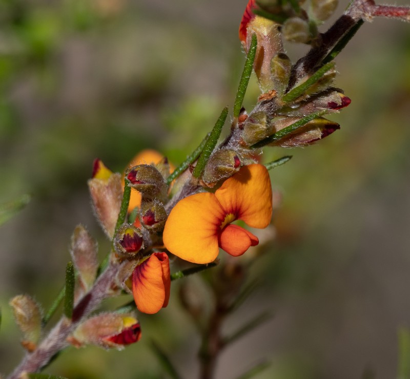 Dillwynia sericea subsp. rudis photo 3