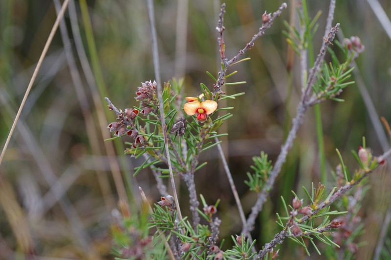 Dillwynia sericea subsp. rudis photo 4