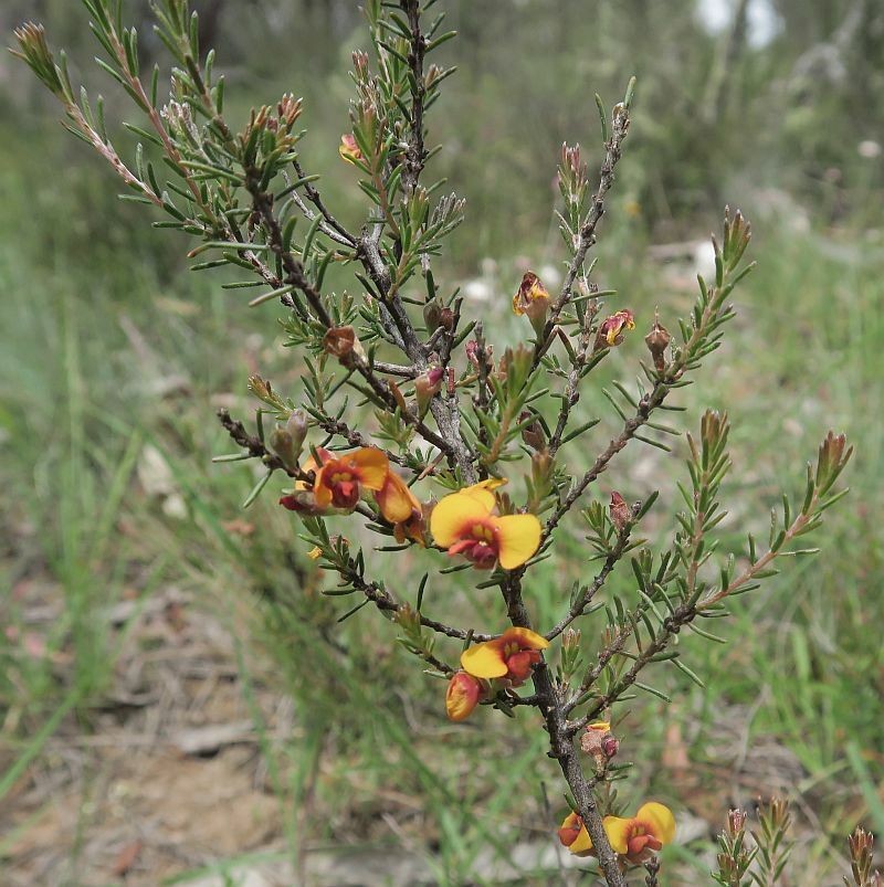 Dillwynia sericea subsp. sericea
