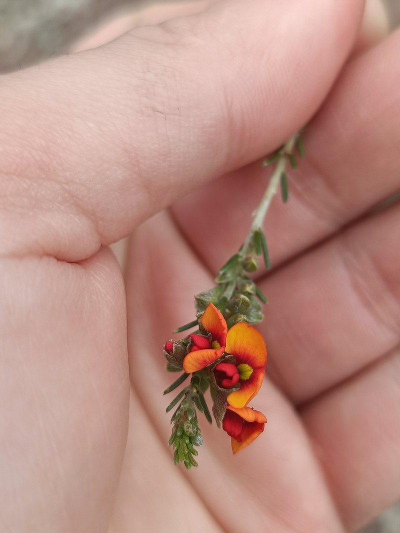 Dillwynia sericea subsp. sericea photo 2