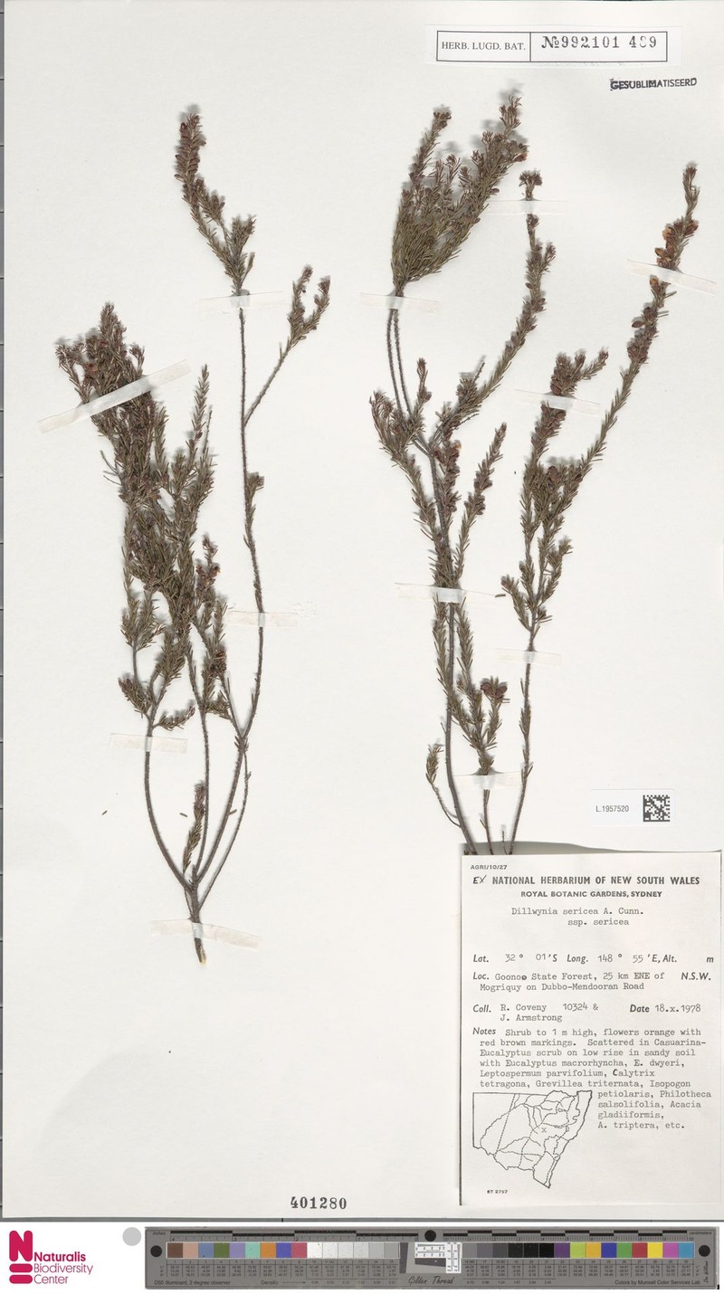 Dillwynia sericea subsp. sericea photo 3