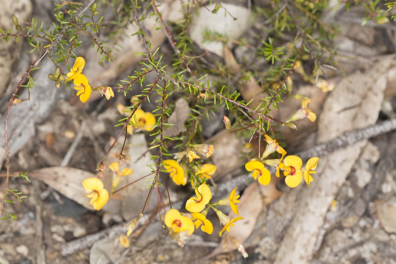 Dillwynia trichopoda