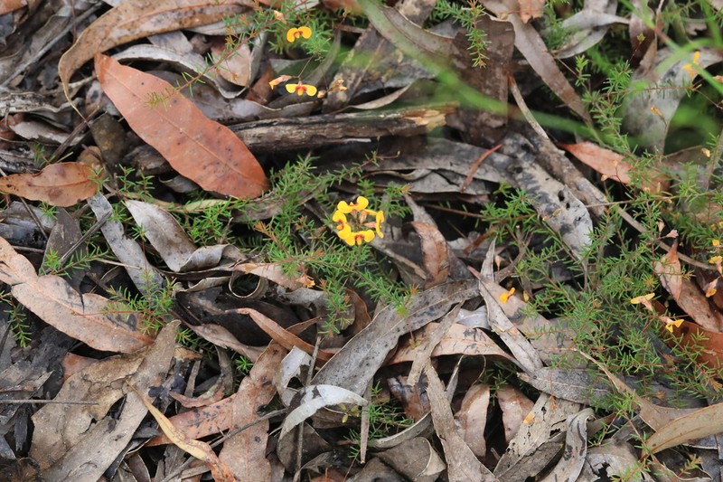 Dillwynia trichopoda photo 2