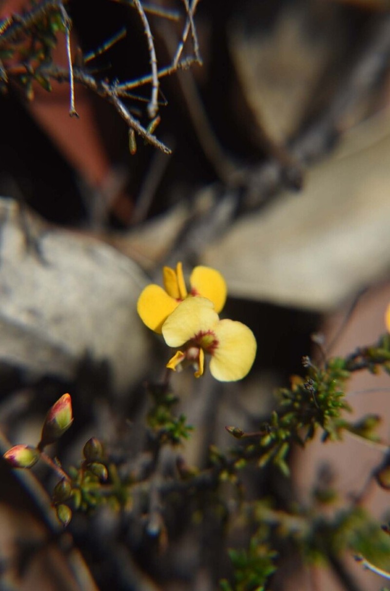 Dillwynia trichopoda photo 3