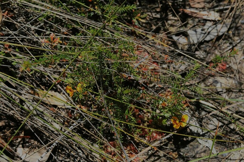 Dillwynia trichopoda photo 4