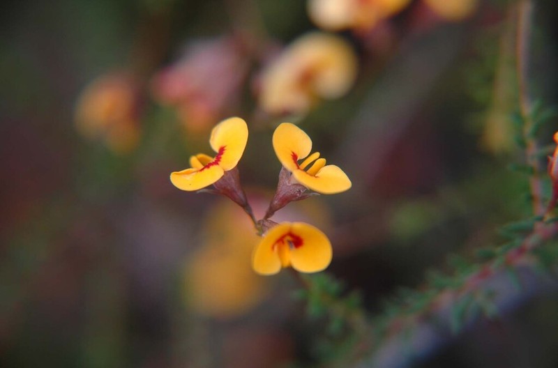Dillwynia trichopoda photo 5