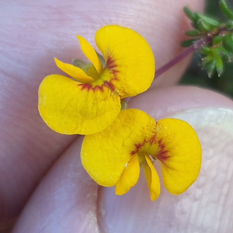 Dillwynia trichopoda photo 6