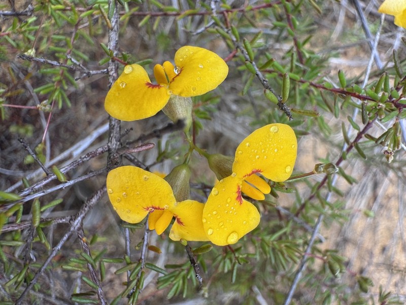 Dillwynia trichopoda photo 7