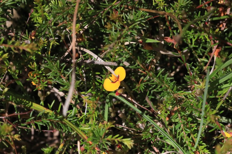 Dillwynia trichopoda photo 8