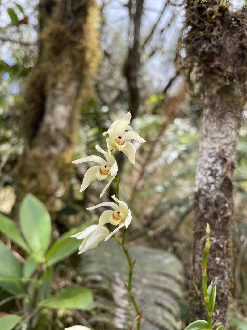 Parrotbeak Orchid