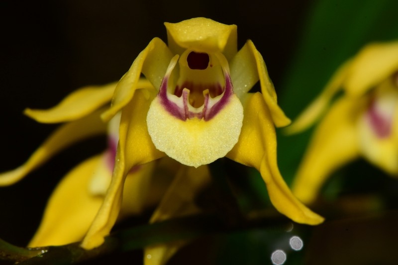 Parrotbeak Orchid photo 2