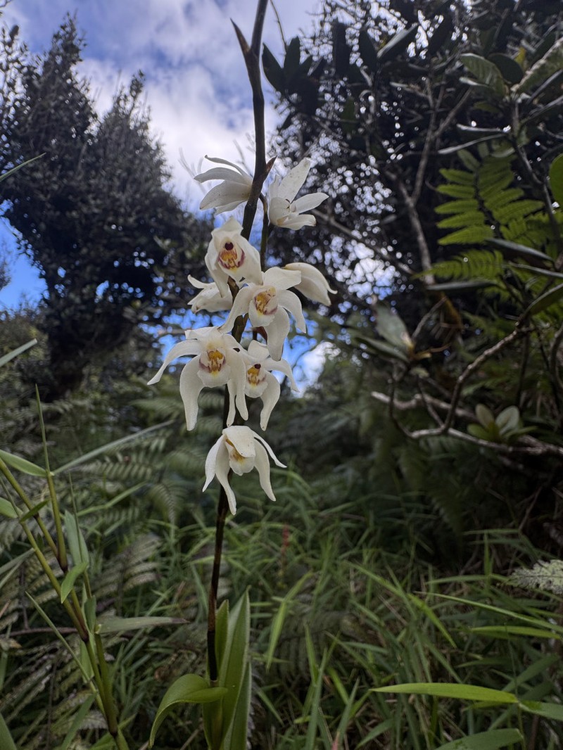 Parrotbeak Orchid photo 3