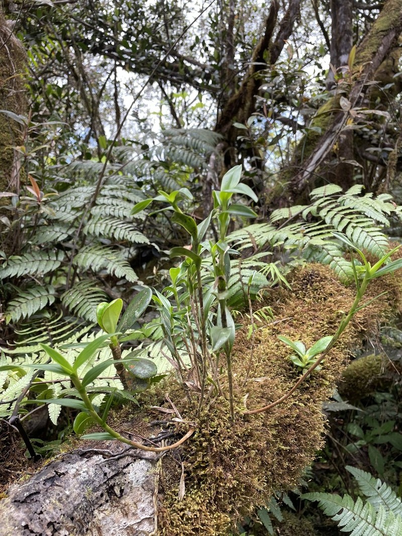 Parrotbeak Orchid photo 4