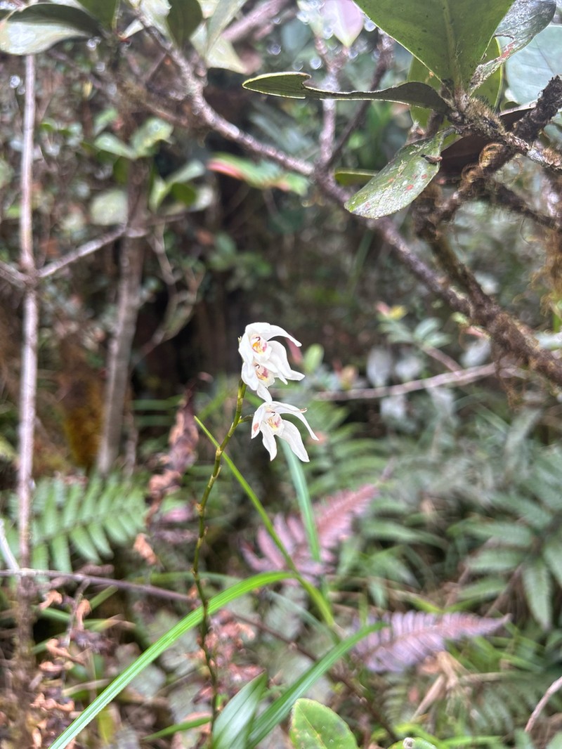 Parrotbeak Orchid photo 5